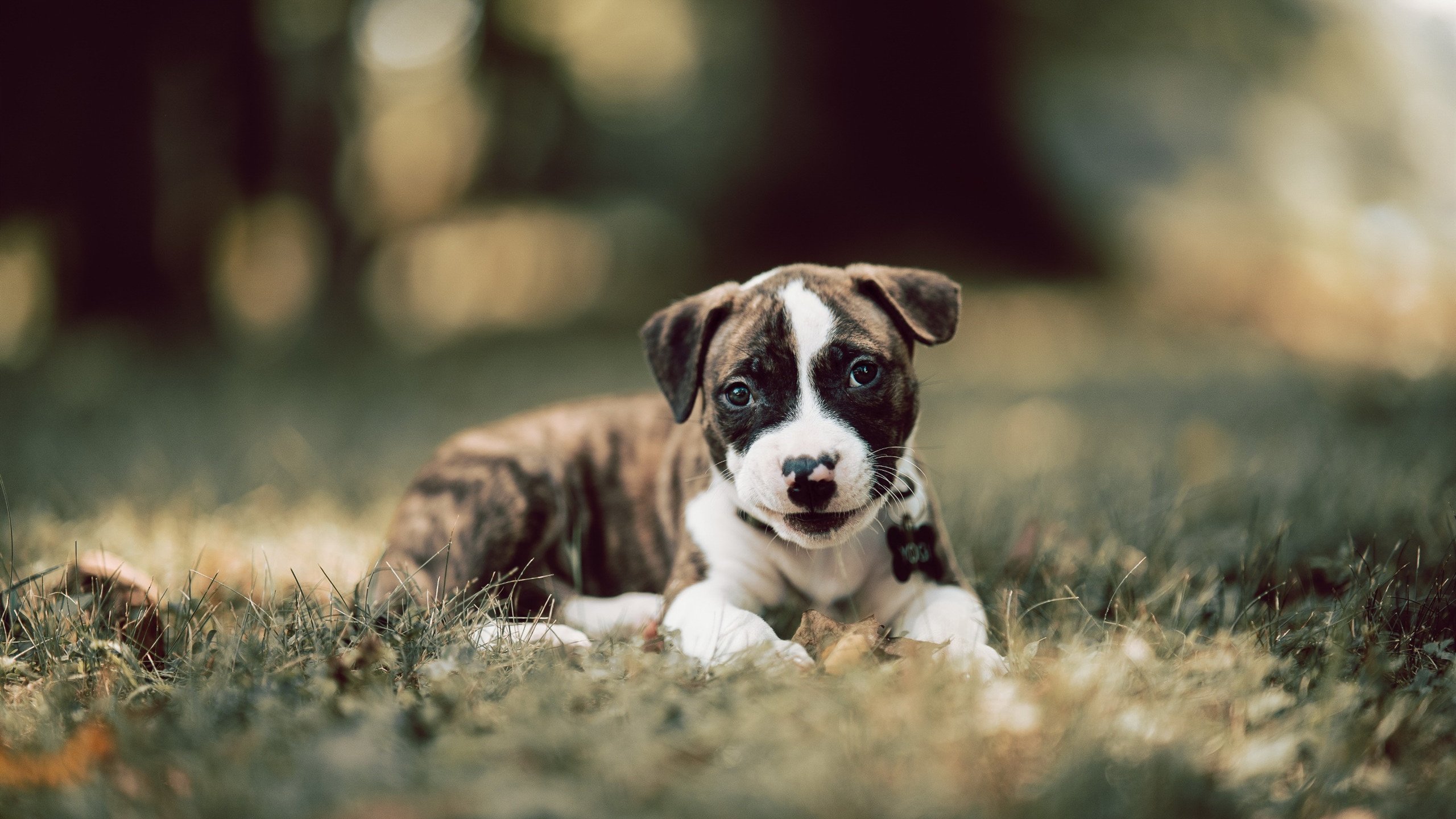 替补轮换灵活,阵容稳定性高,替补轮换灵活,阵容稳定性高的球员