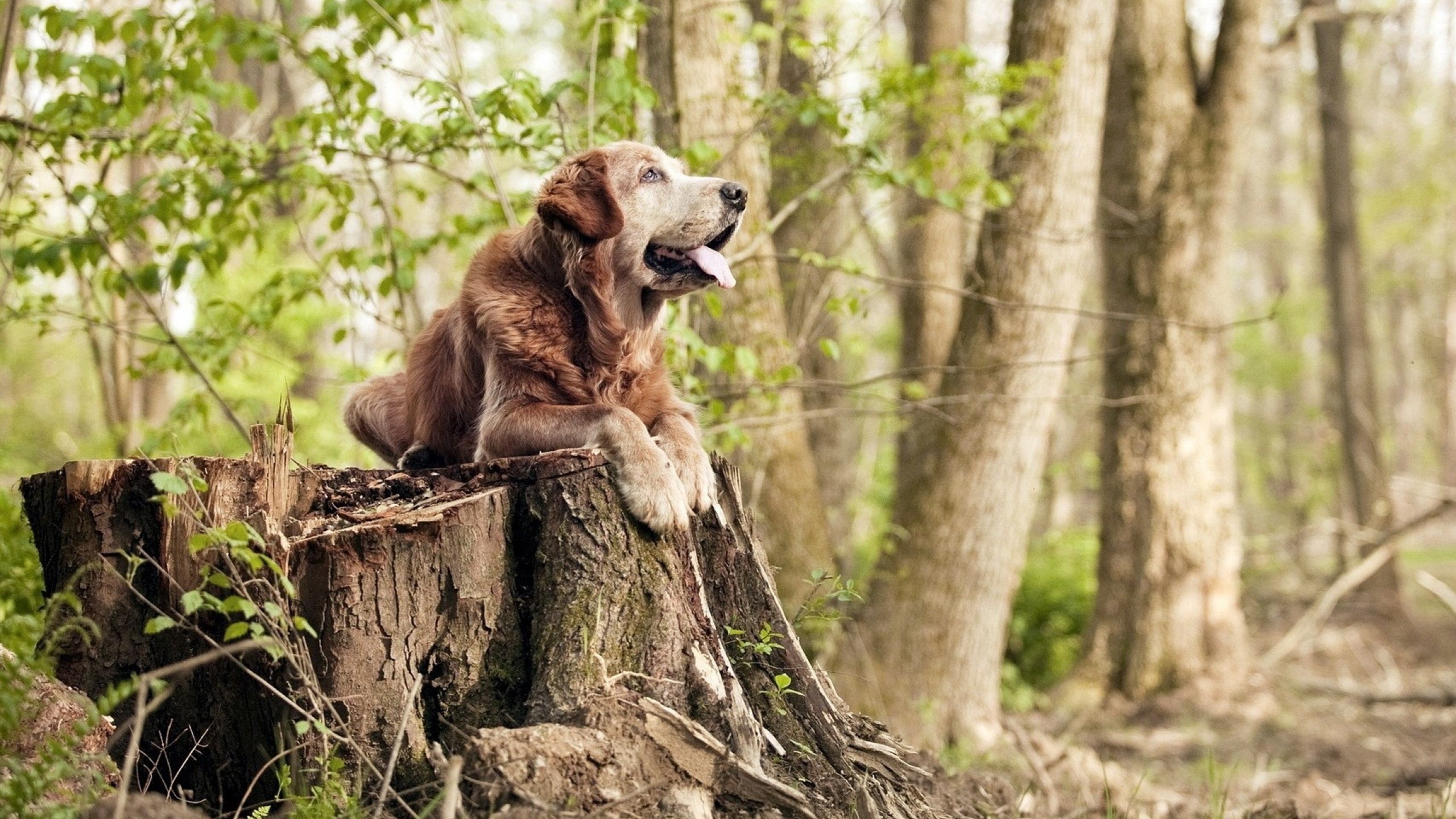 林丹完成绝杀瞬间全运会羽毛球,林丹体育羽毛球比赛视频